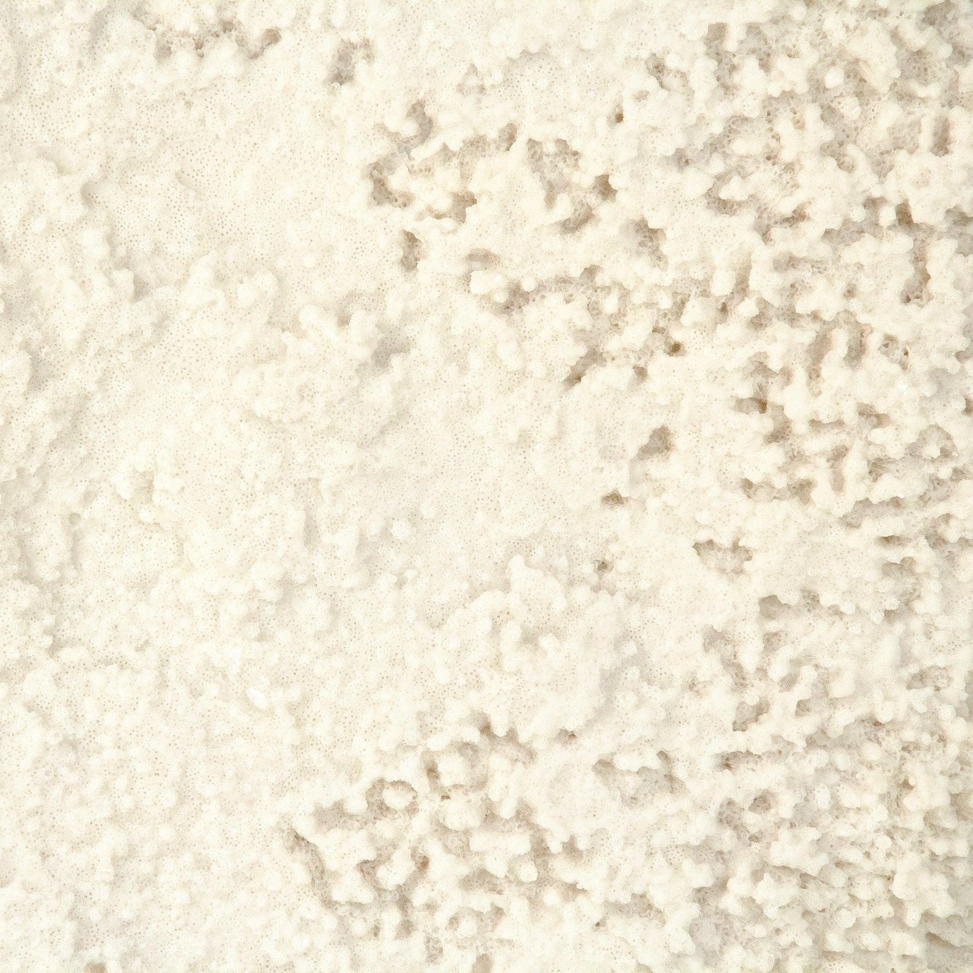 White Coral on Gold Base SHI055 FredCo