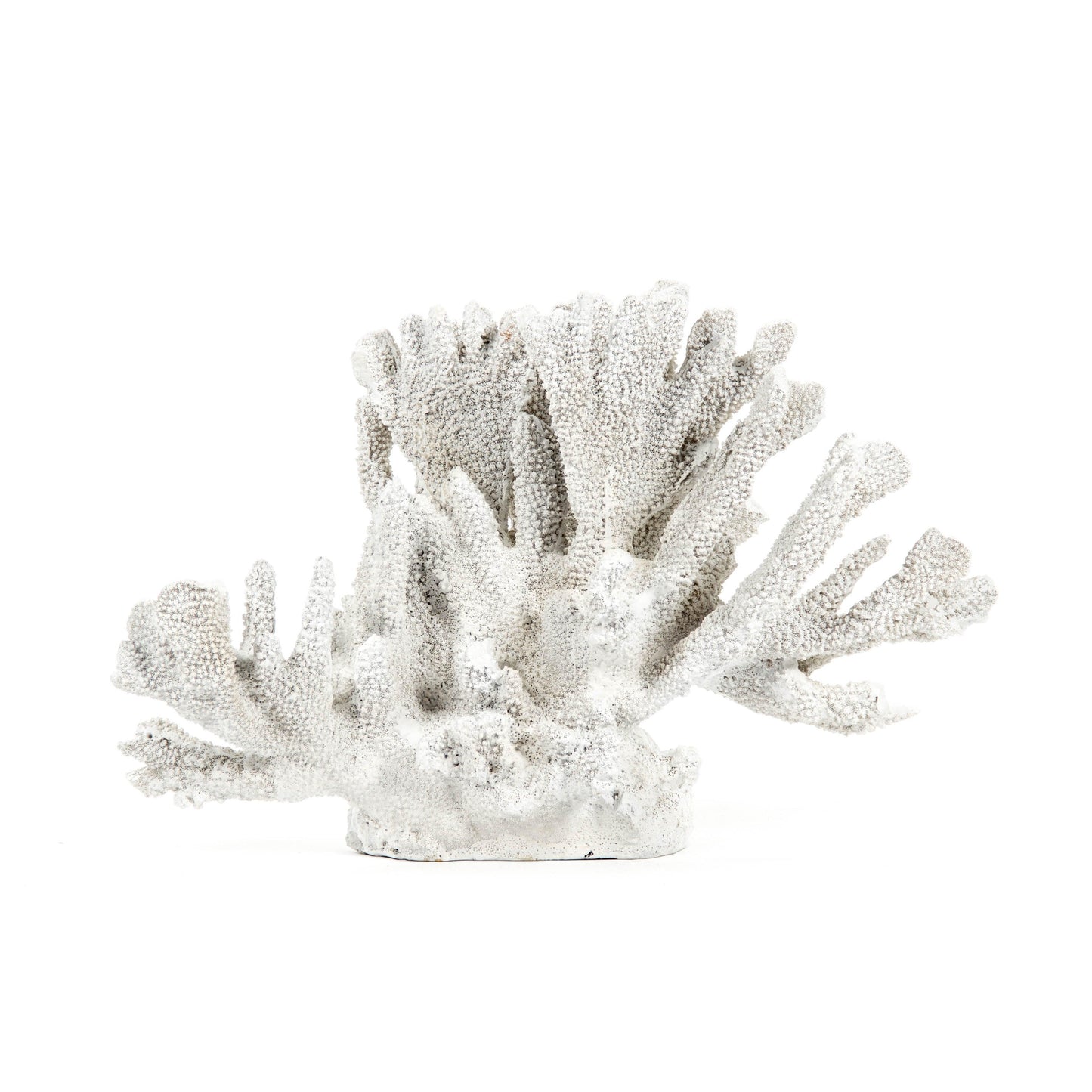 White Coral SHI019 FredCo