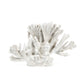 White Coral SHI019 FredCo