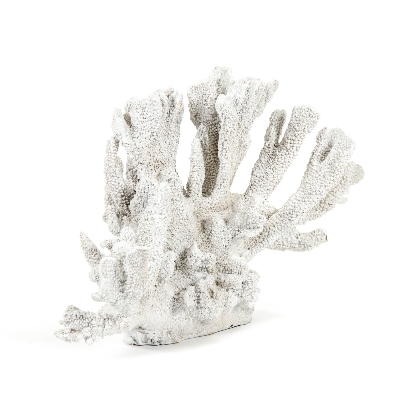 White Coral SHI019 FredCo