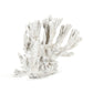 White Coral SHI019 FredCo