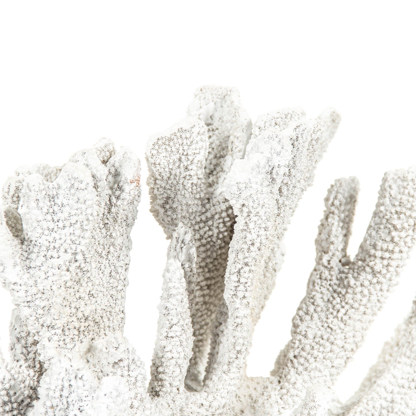 White Coral SHI019 FredCo