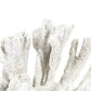White Coral SHI019 FredCo