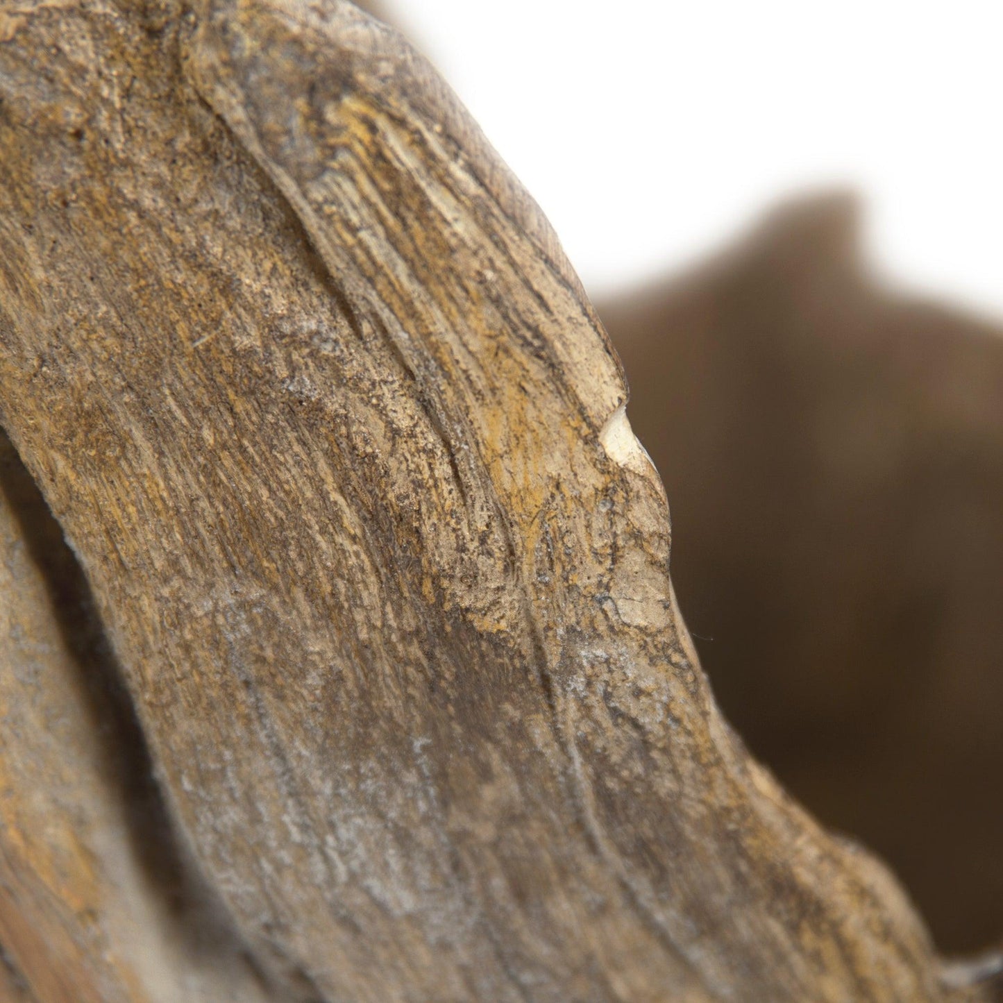 Wooden Sculpture (M) SHI044 FredCo
