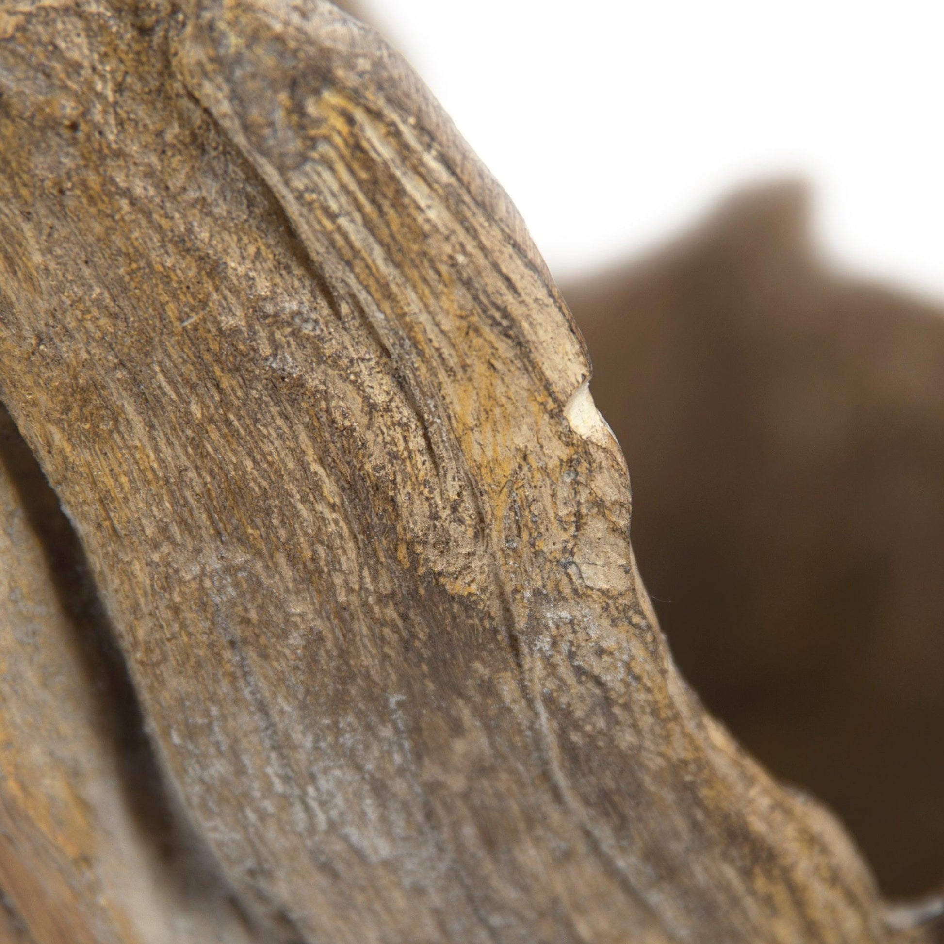 Wooden Sculpture (M) SHI044 FredCo